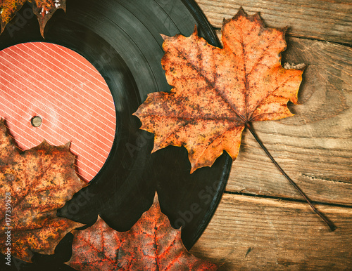 Gramplastine on fallen autumn foliage.