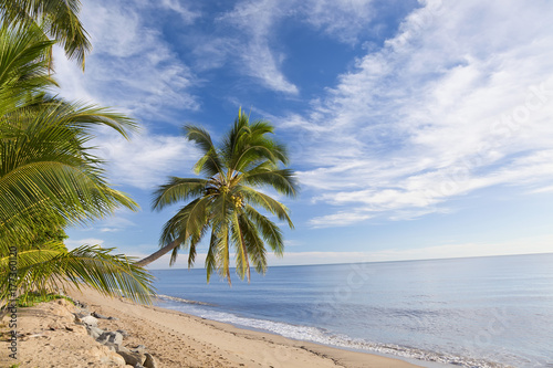 Hanging palm tree, Holloways Beach, Cairns, Queensland, Australia photo