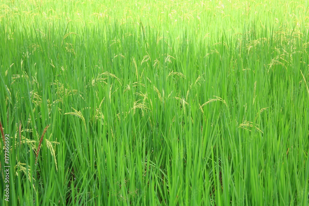 Obraz premium Rice field