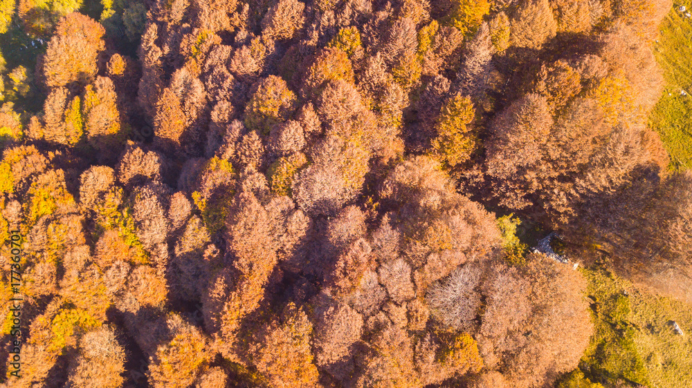 Drone aerial view of woods during the autumn season with warn colors Drone aerial view of woods during the autumn season with warn colors
