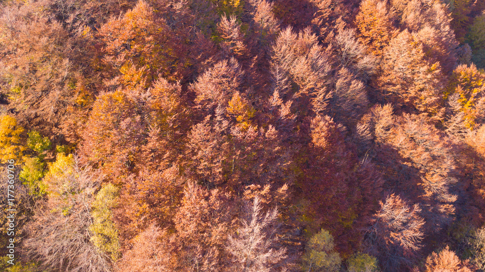 Drone aerial view of woods during the autumn season with warn colors