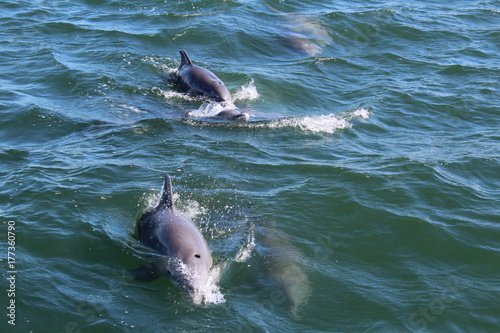 Dolphins in Ocean Port Aransas Texas