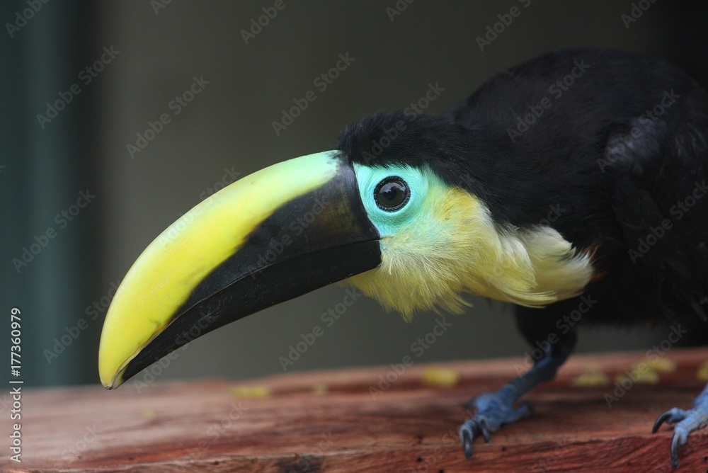 Obraz premium toucan