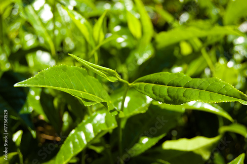 Macro tea leaf. Coonor, Nilgiri, India. Plantation.