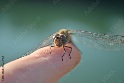 Small dragonfly standing on the finger/closeup photography