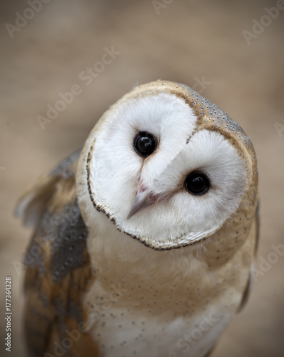 Curious Barn Owl Closeup Portrait