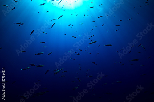 Sardines and sunburst in the cool clear blue waters of Mexico 