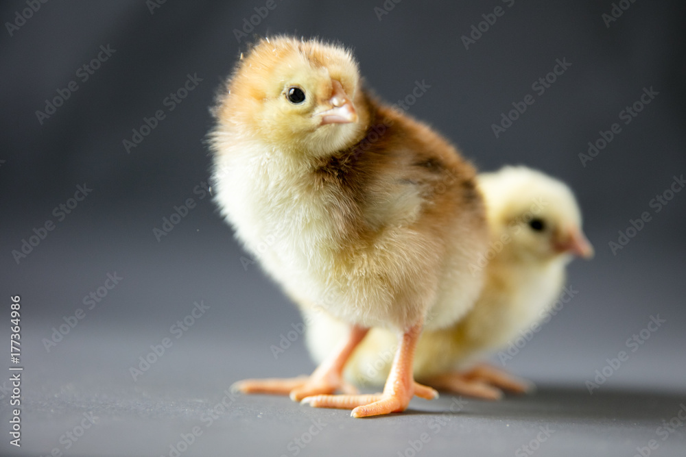 Chicken Chicken
