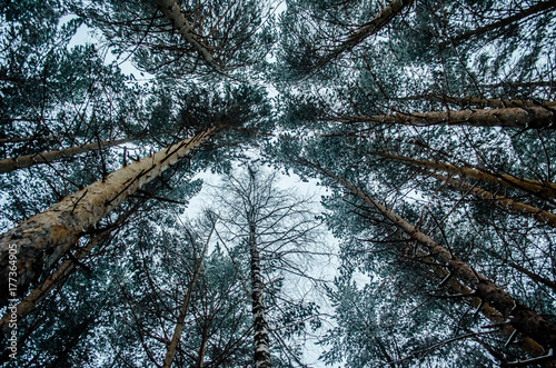 treetops in the forest