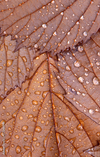 closeup macro underside brown leaves water droplets raindrops dewdrops