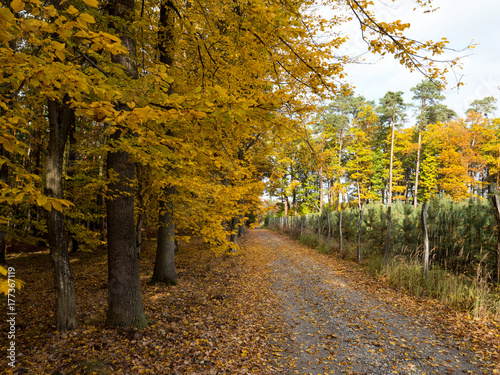 Złoty jesienny krajobraz puszczy w październikowy dzień