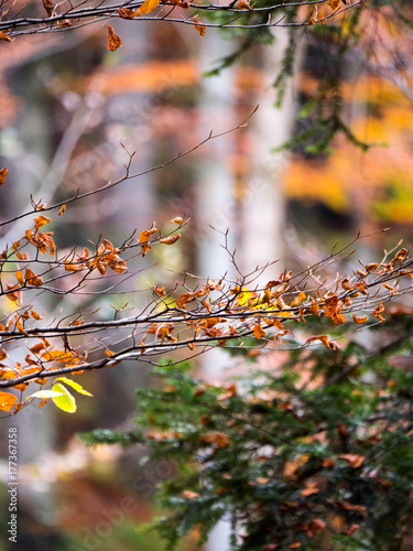 Złoty jesienny krajobraz puszczy w październikowy dzień