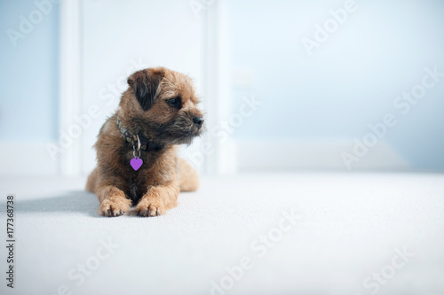 Sweet Border Terrier photo