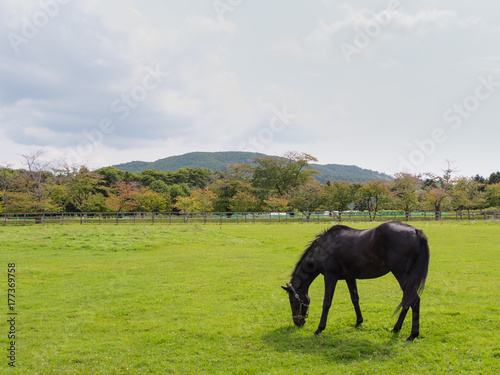 北海道 サラブレッド 放牧風景