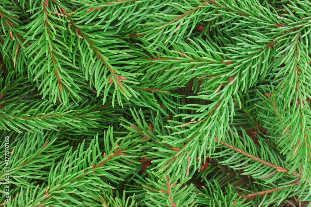 Background of natural fresh fir branches