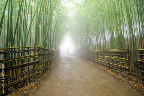 Fototapeta Naklejka Na Ścianę i Meble -  Bamboo grove under heavy veil of fog. A hiker walking into the deep forest.
