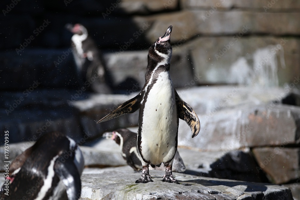 Naklejka premium Cute little megallenic penguin in the nature looking habitat. Beautiful and cute little bird. Wild animals in captivity. Spheniscus magellanicus.