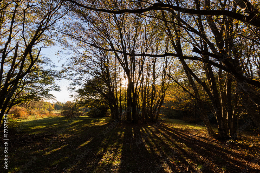 Naklejka premium A backlit group of fagus projecting long shadows on the ground, with warm autumn colors