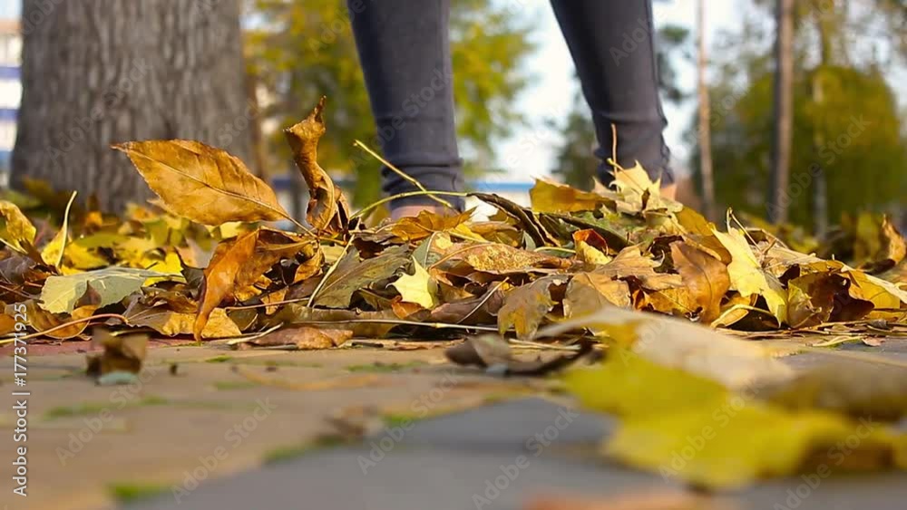 Woman walk and kick up yellow leaves by shoe tip, elegant slim legs in black shoes. Lady stroll at park in golden autumn time, play with leaf litter at lawn, throw up dry crunchy colourful leafage. Woman walk and kick up yellow leaves by shoe tip, elegant slim legs in black shoes. Lady stroll at park in golden autumn time, play with leaf litter at lawn, throw up dry crunchy colourful leafage.