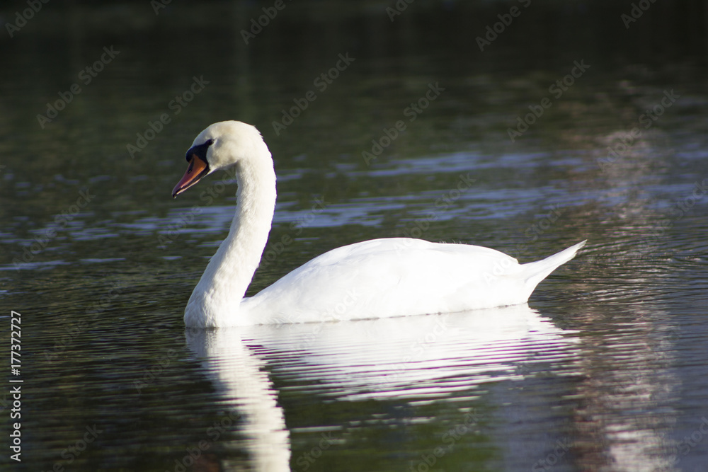White swan in the water. White swan in the water.