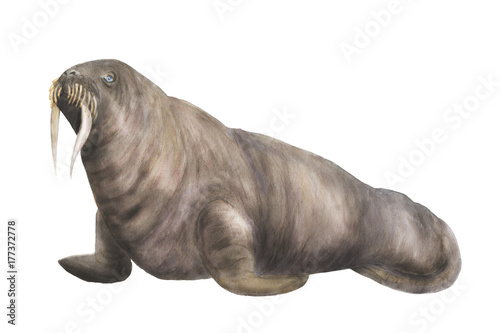 Watercolor painting walrus