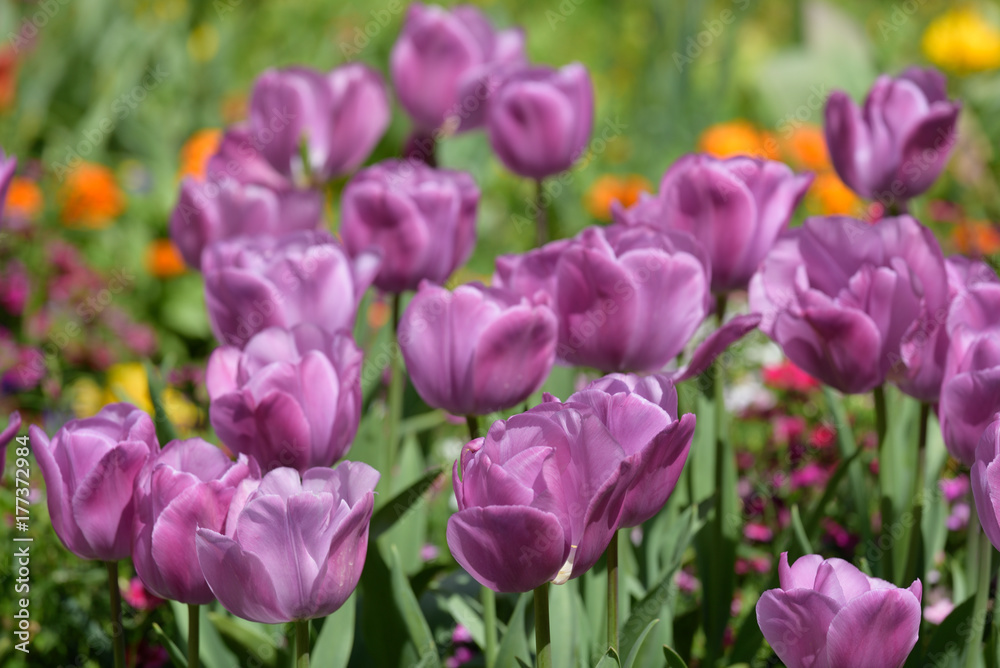 Colourful Tulips in Hamilton Boranical Gardens New Zealand