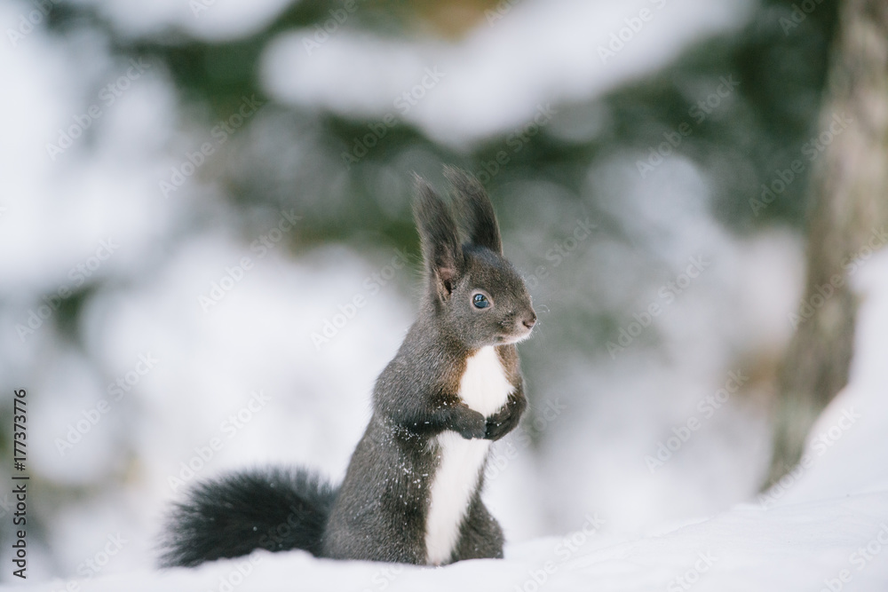 Cute eurasian red squirrel