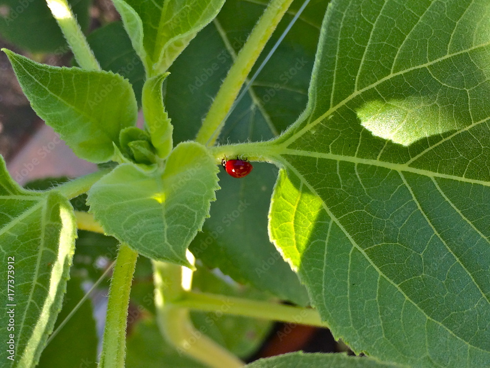 ladybug, inverted ladybug, inverted