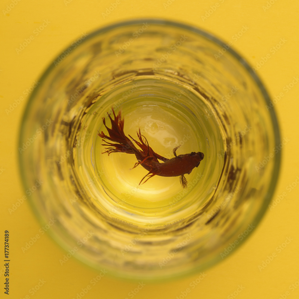 Fish In A Cup Stock Photo Adobe Stock