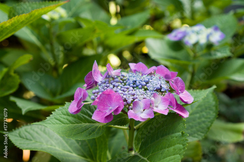 Closeup of blooming purple hortensia flower hydrangea serrata flower with natural green background. Selective focus. Shallow depth of field. photo