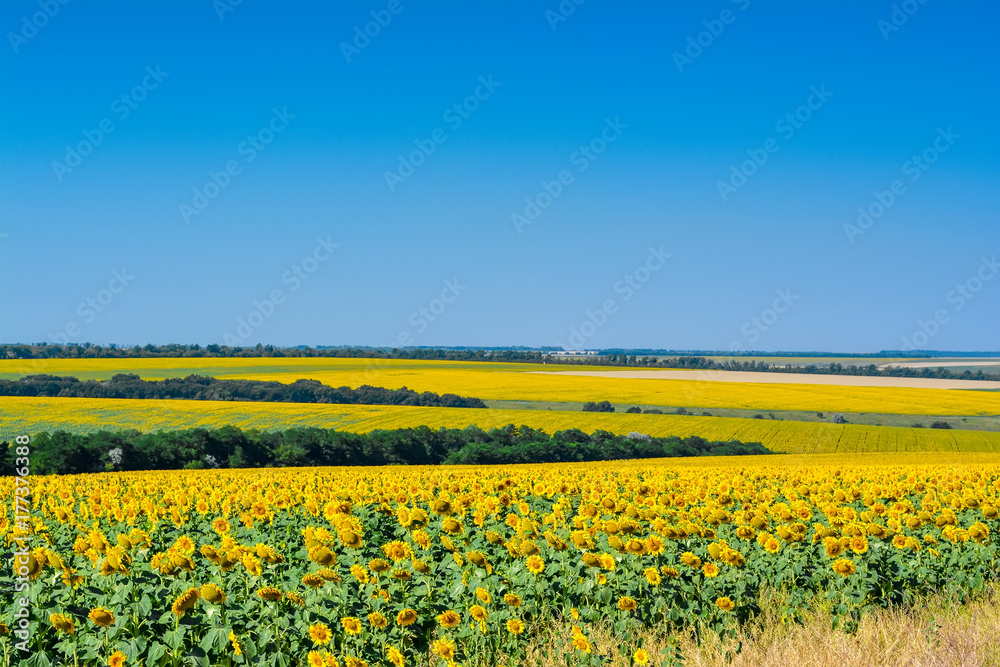 Fields of sunflowers, stretching to the horizon.