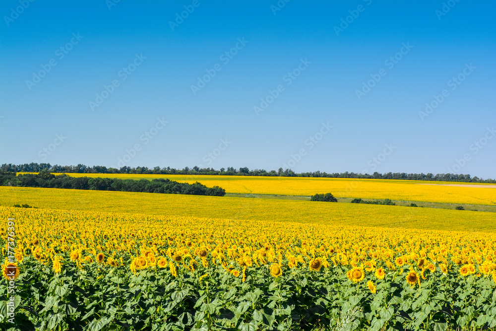 Fields of sunflowers, stretching to the horizon. Fields of sunflowers, stretching to the horizon.