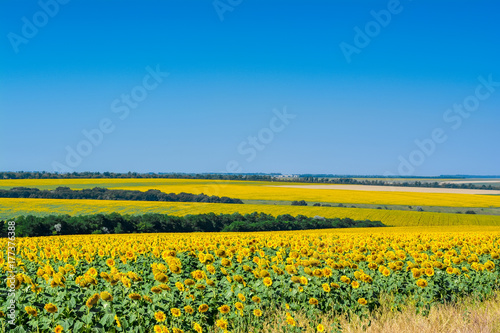 Fields of sunflowers, stretching to the horizon.
