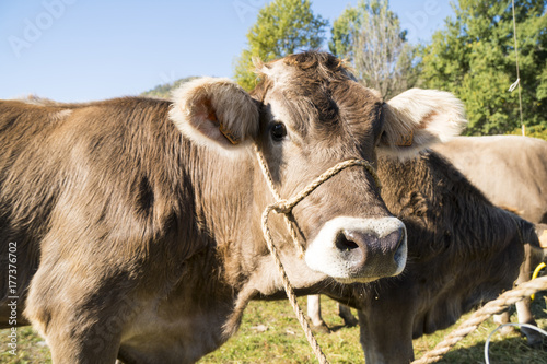 Cow at a Cattle Fair