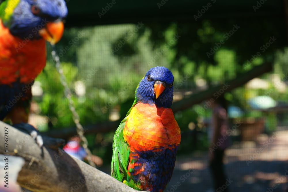 Naklejka premium lorikeet feeding scheme