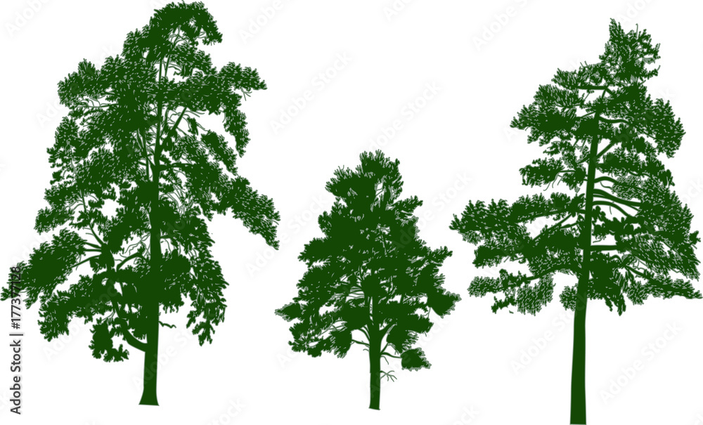pine large green three trees isolated on white