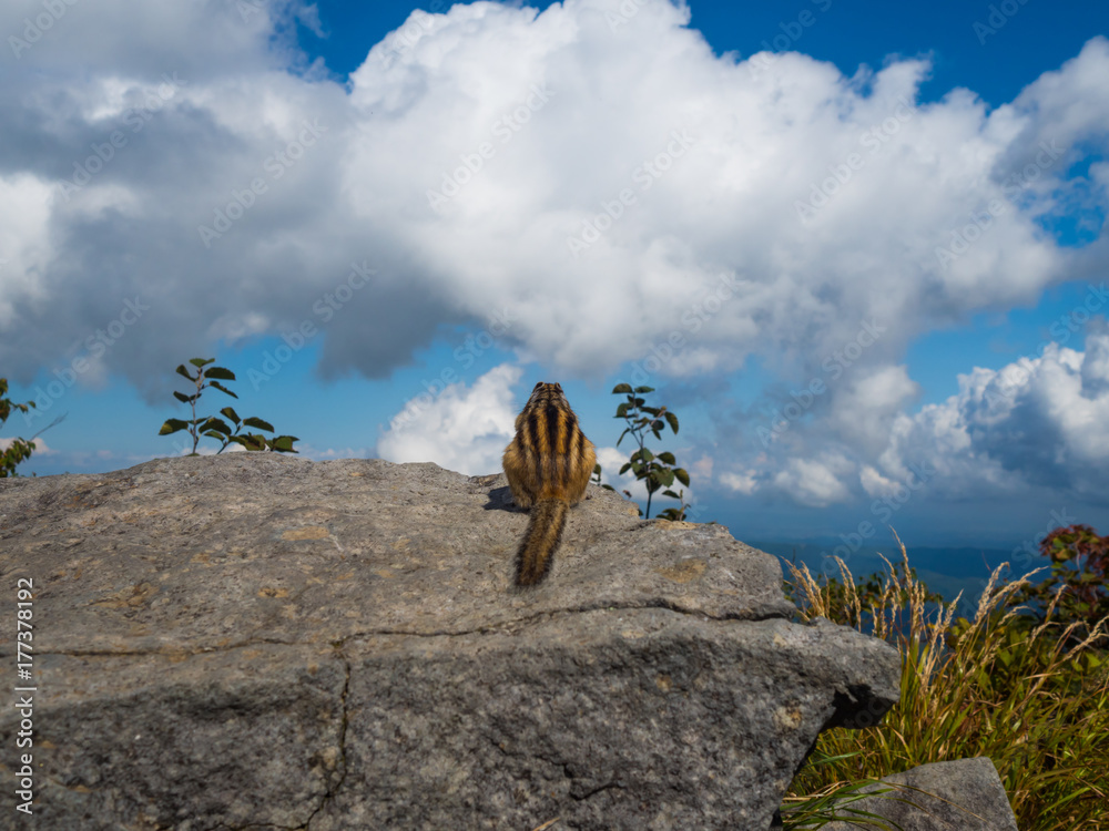 Fototapeta premium A Cloud Gazer