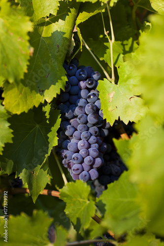 Wine Grapes On Vine