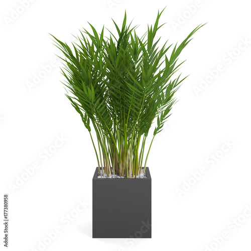 Decorative Areca Palm tree isolated on white background. 3D Rendering.