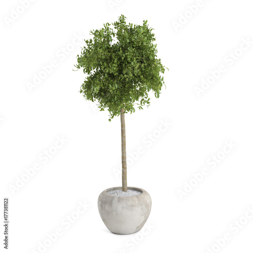 Decorative Bay Laurel tree isolated on white background. 3D Rendering.