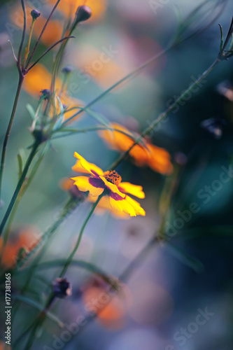 Yellow flowers in meadow, colored wild vertical macro background, nice bokeh and cold sunrise colors