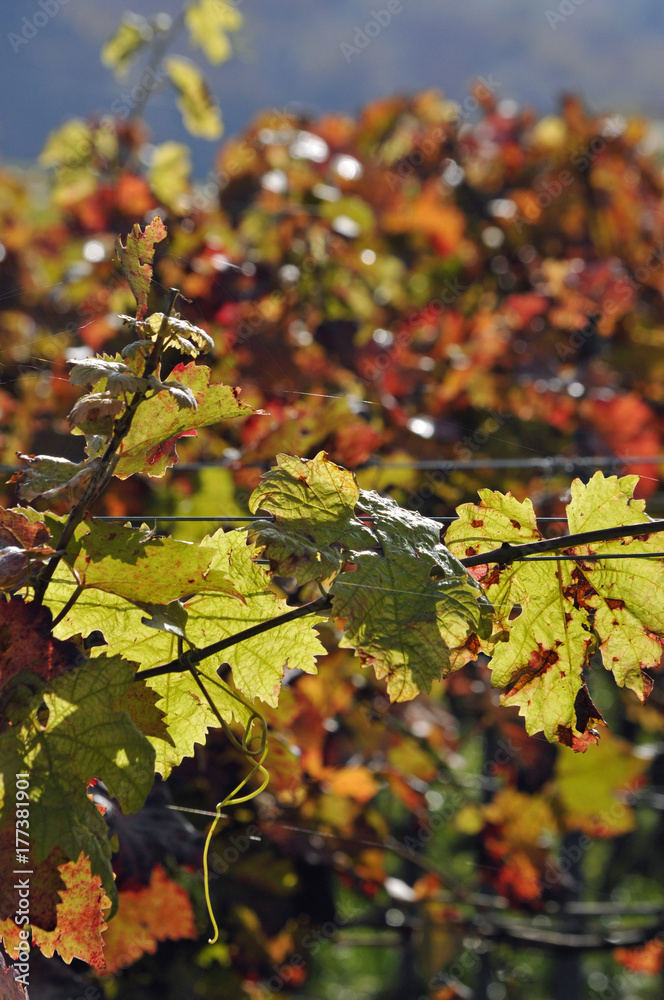weinlaub im herbst