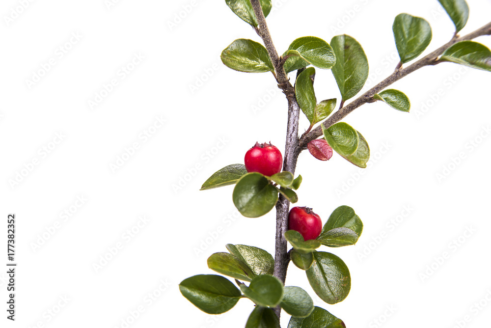 Obraz premium Green branch with leaves pick from the meadow in fall. Autumn scene