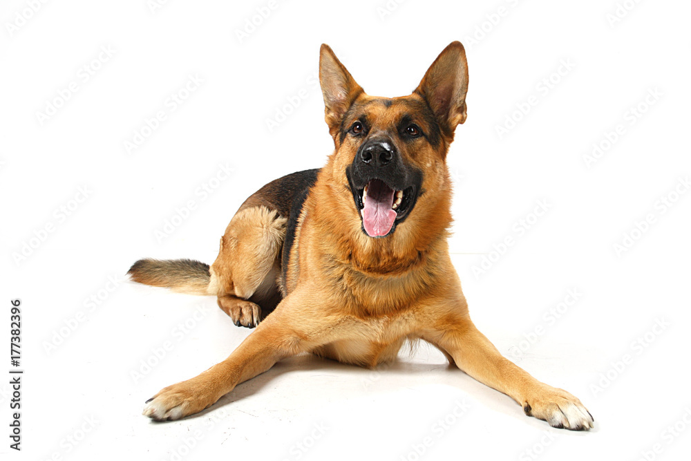 dog - shepherd dog on a white background
dog - shepherd dog on a white background