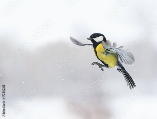 cute bird flying with its wings outstretched widely among snowfall © nataba