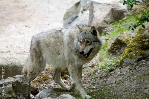 A wolf in Sweden