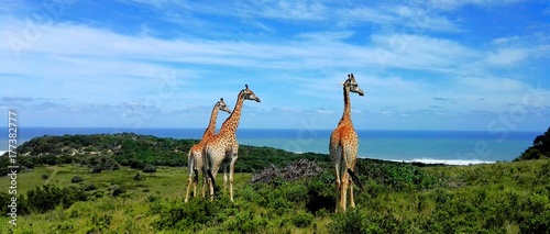 Photography giraffe