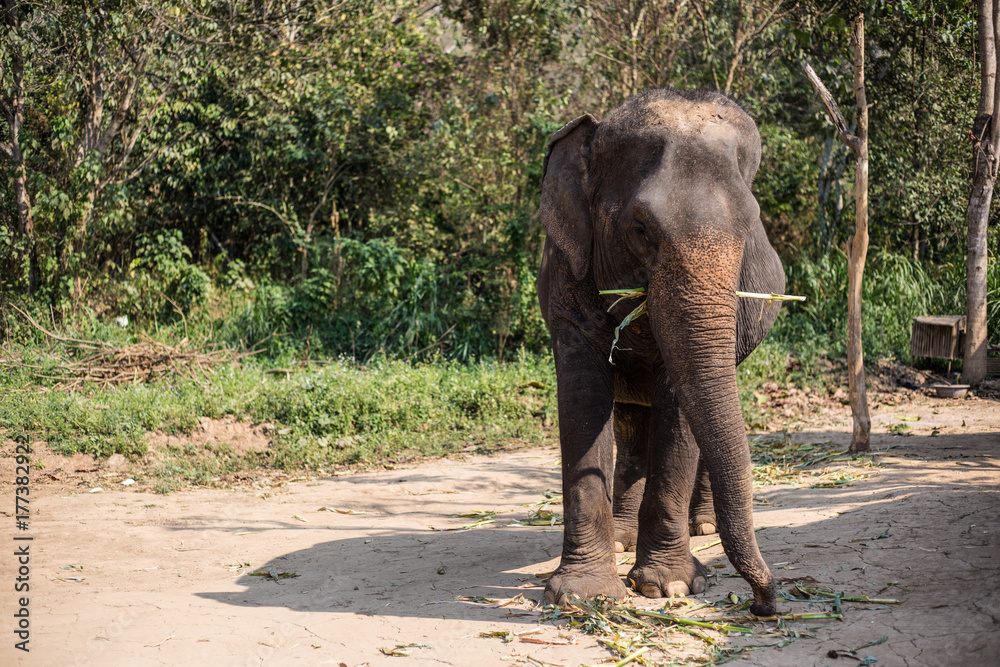 Obraz premium Asia Elephant in Thailand