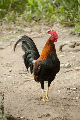 Colorful rooster on green natural backgrpund