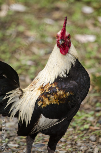 Colorful rooster on green natural backgrpund photo